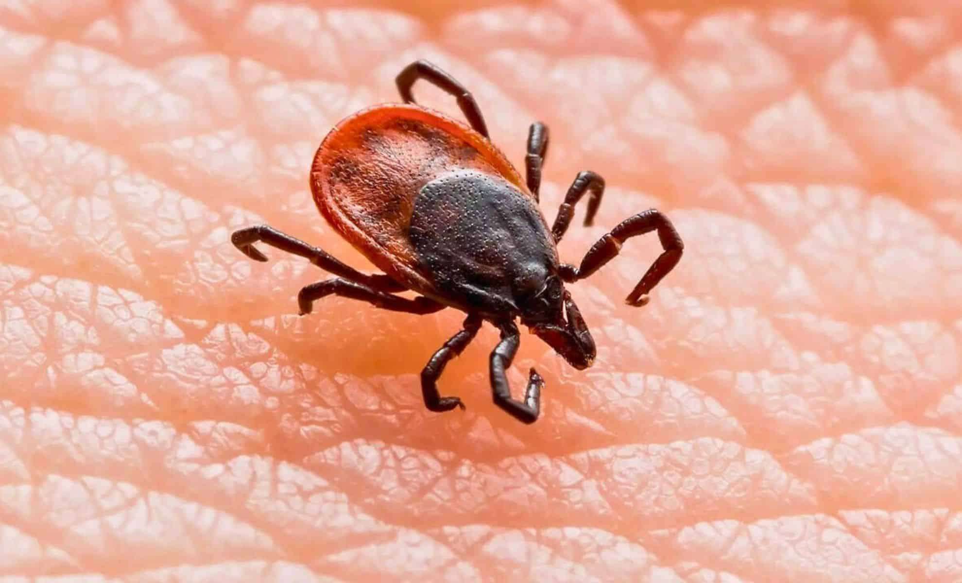 Emerging Tick-Borne Wetland Virus in China Sparks Global Health Watch 
