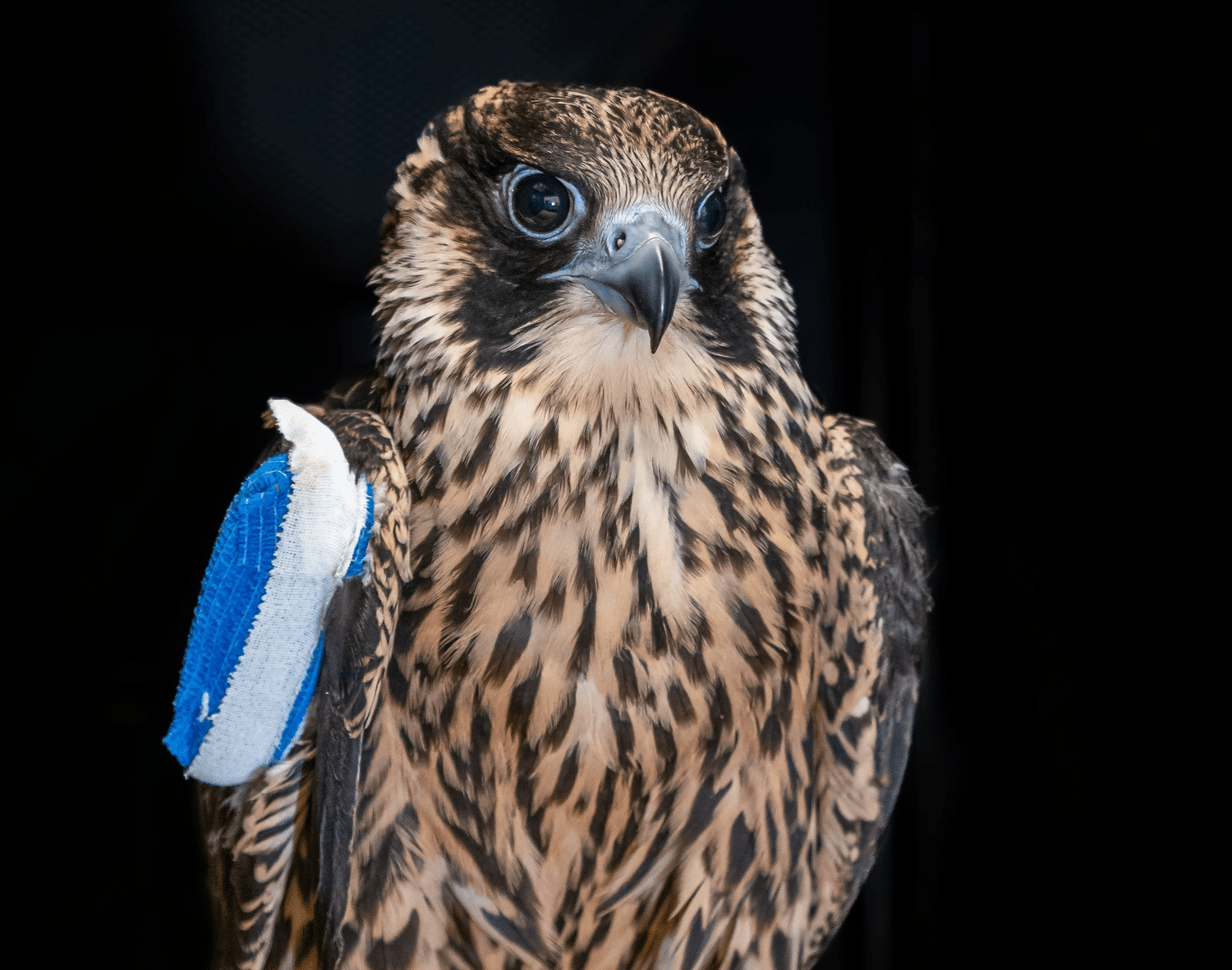Nox the Falcon: A Symbol of Progress and Challenges in Wildlife Rehabilitation 