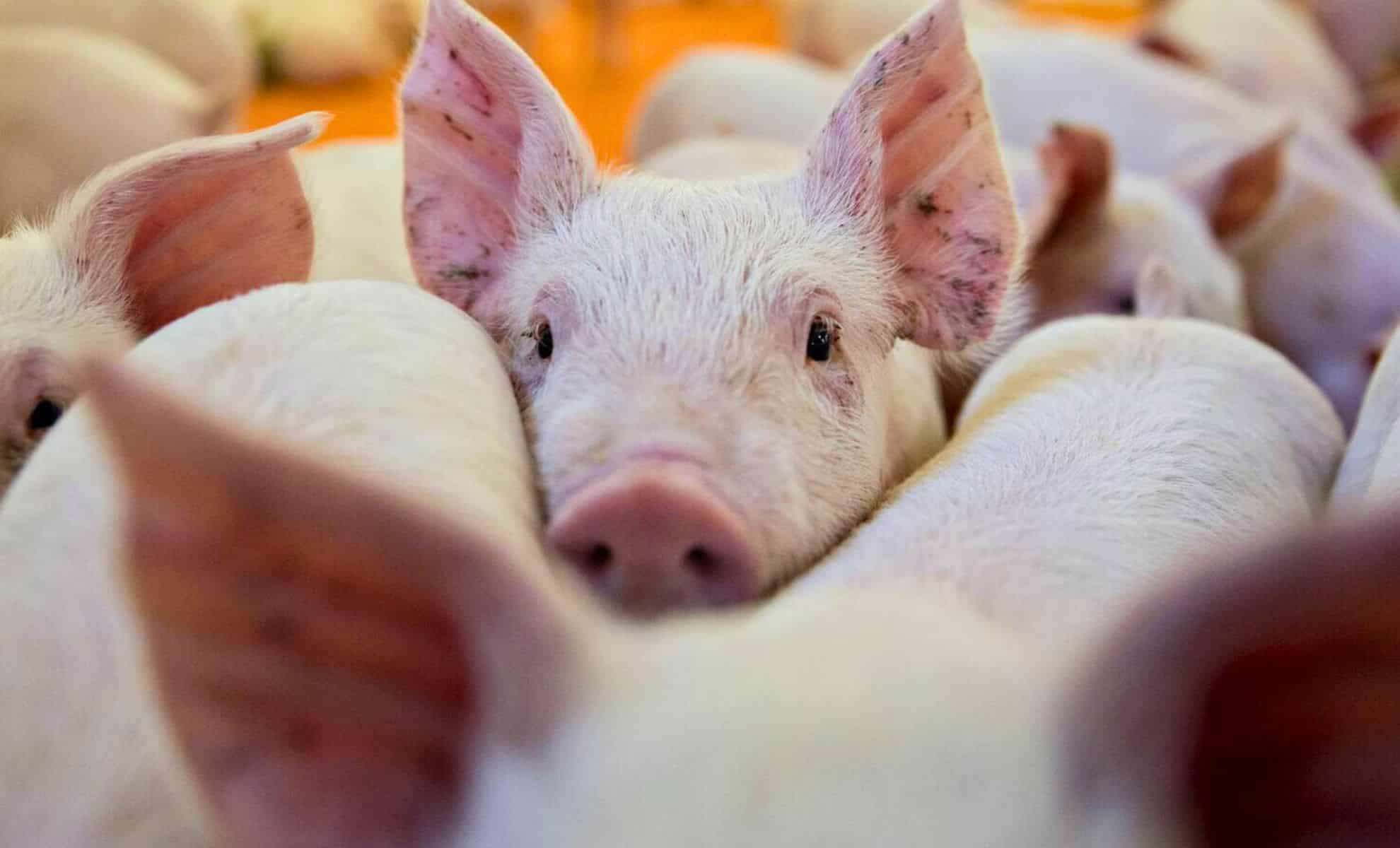 Groundbreaking Study Reveals Liver’s Role in Reviving Pig Brains After Cardiac Arrest 