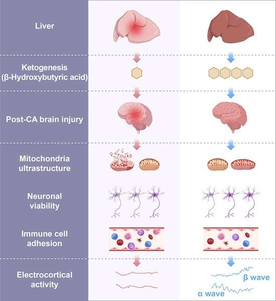 scientists-brought-pig-brains-back-to-life-after-cardiac-arrest-with-this-organ-and-its-not-what-you-think-c335ba64bca8ccb2ce6c0d6b1607f4ef.jpg