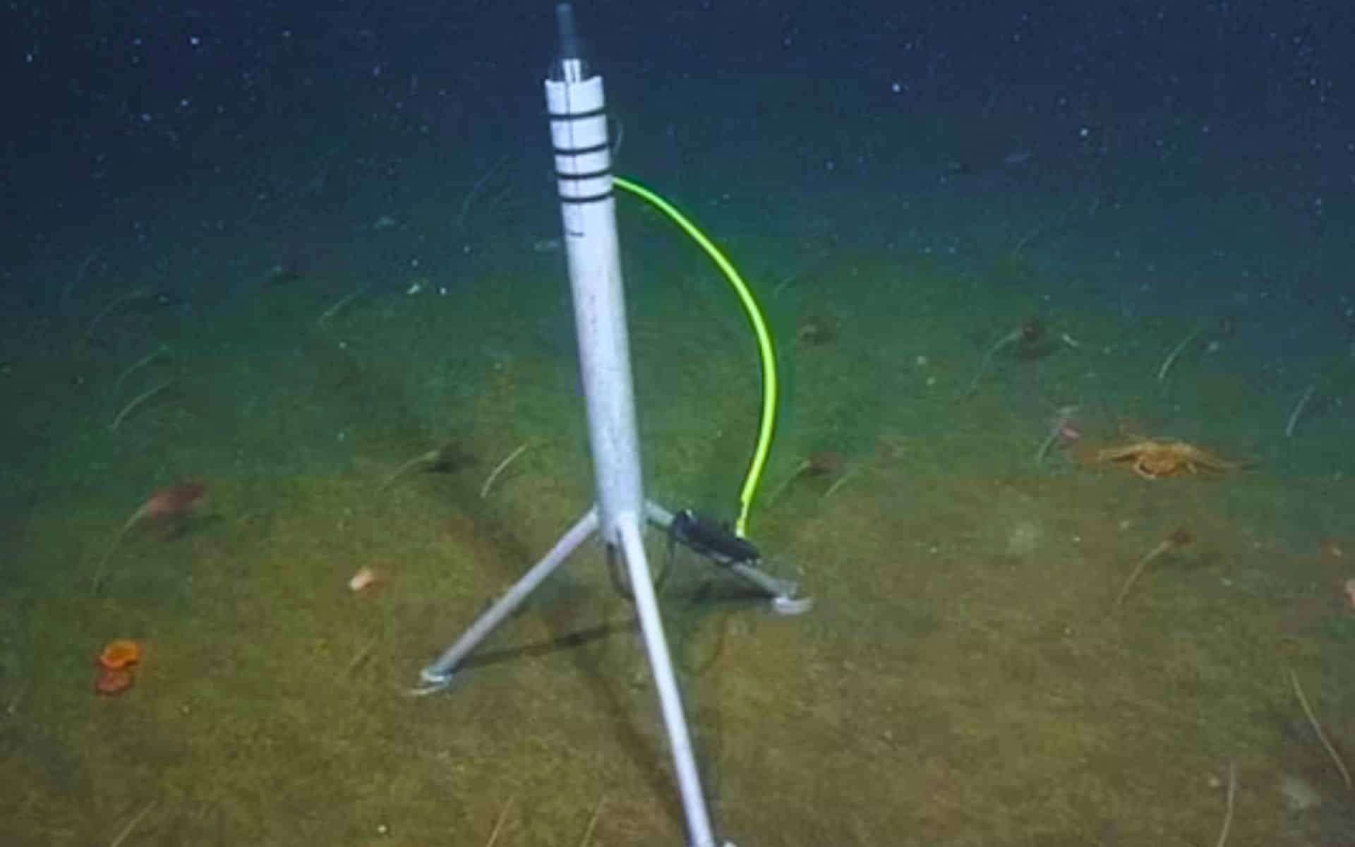 Researchers Decode Deep-Sea Clicks, Linking Them to Powerful Ocean Hunter 