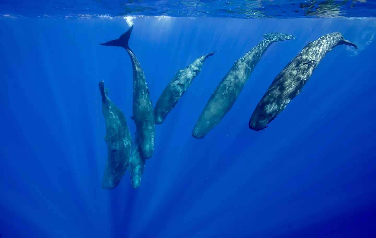 The-Mysterious-Clicking-Sound-is-Emitted-by-Sperm-Whales-Using-Echolocation-2ed479086e435aa94aeac230b09ca339.jpg