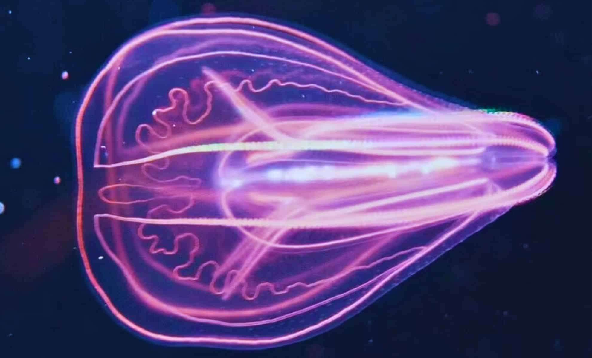 Newly Identified Jellyfish Reverses Its Life Cycle, Defying Aging 