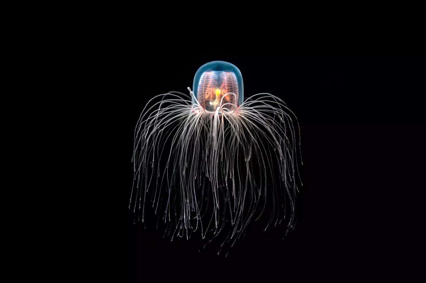 Turritopsis-dohrnii-b1ba60b4aed58d4e9683a7f113d08f32.jpg