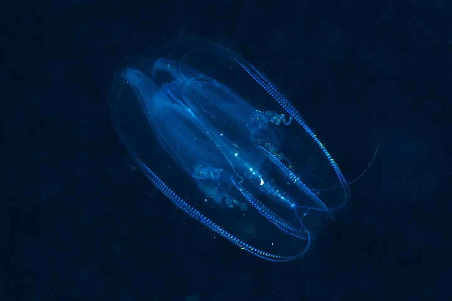 adult-jellyfish--e7c9f2777b60ef041800c440252927a0.jpg