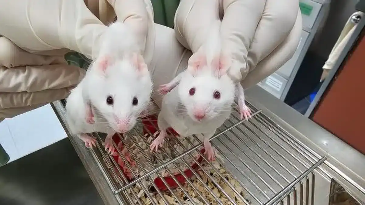 mouse-created-using-stem-cells-derived-from-an-ancient-gene-l-7dd423d1a0876226478e2794be1345fb.webp