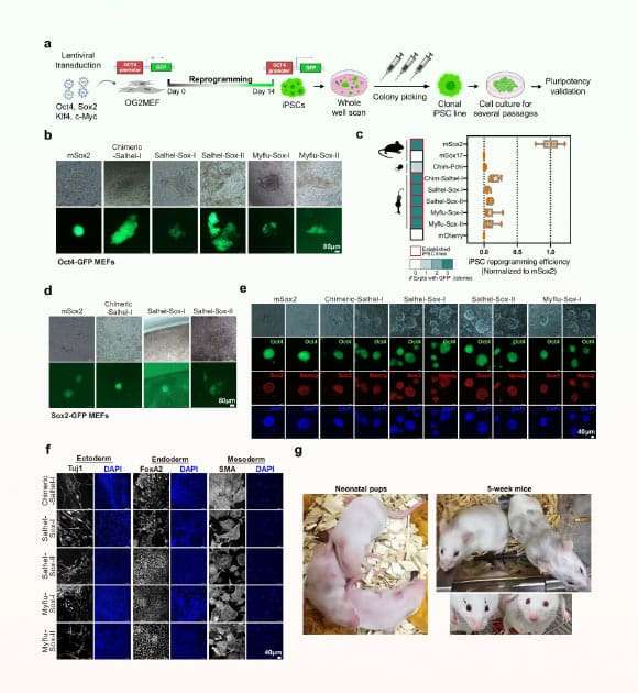 scientists-recreate-mouse-gene-55af2f92b7bbb43a70ef63484c9e4b22.jpg