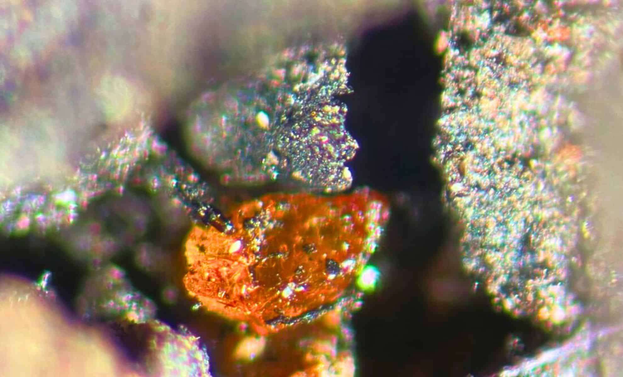 Remarkable Discovery Reveals Antarctica’s Lush Landscape from 90 Million Years Ago 