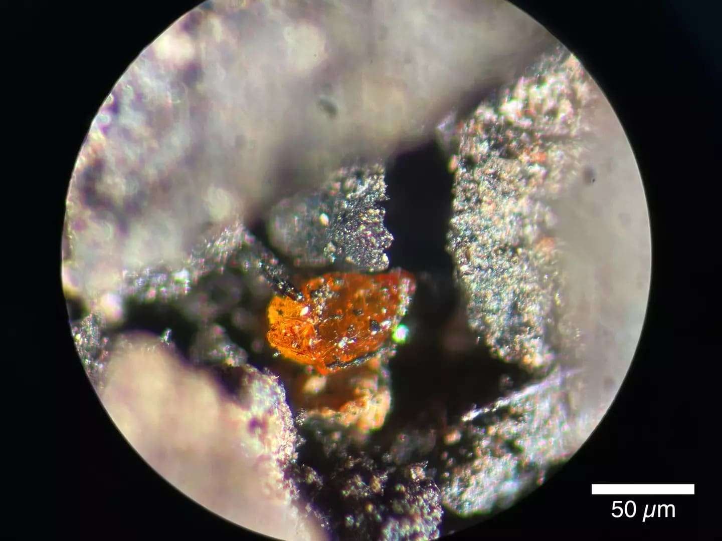 The-amber-discovered-on-the-continent-b5586f466fbeb1d04d87b4d6a0e0f713.jpg