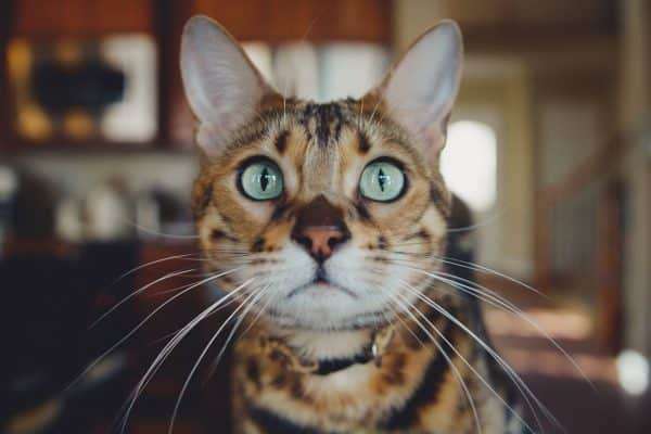 bengalcat-42e3d94e898d3b1e7503352e852954c7.jpeg