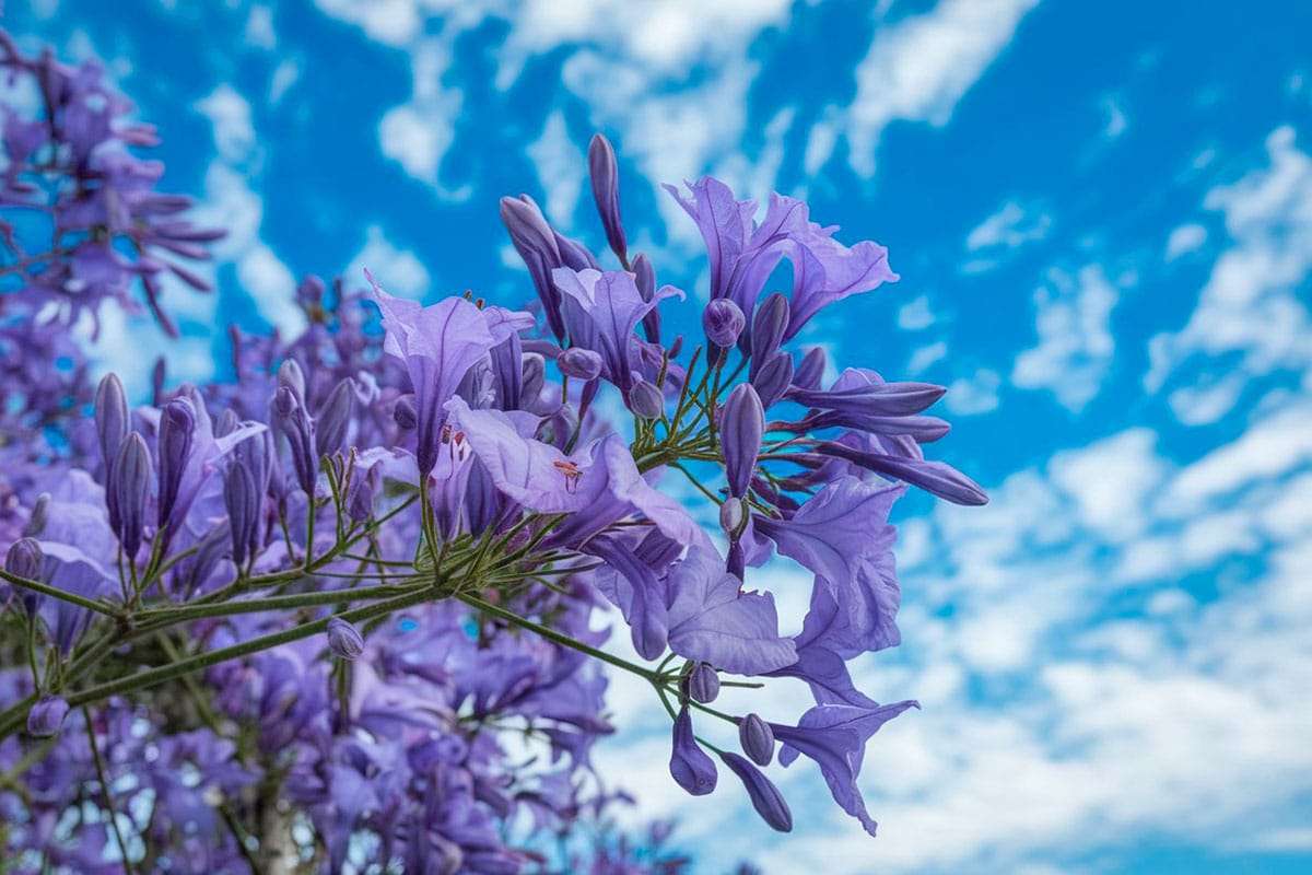 Meet Paulownia: The Rapidly Growing Tree That Enhances Your Garden with Stunning Flowers 