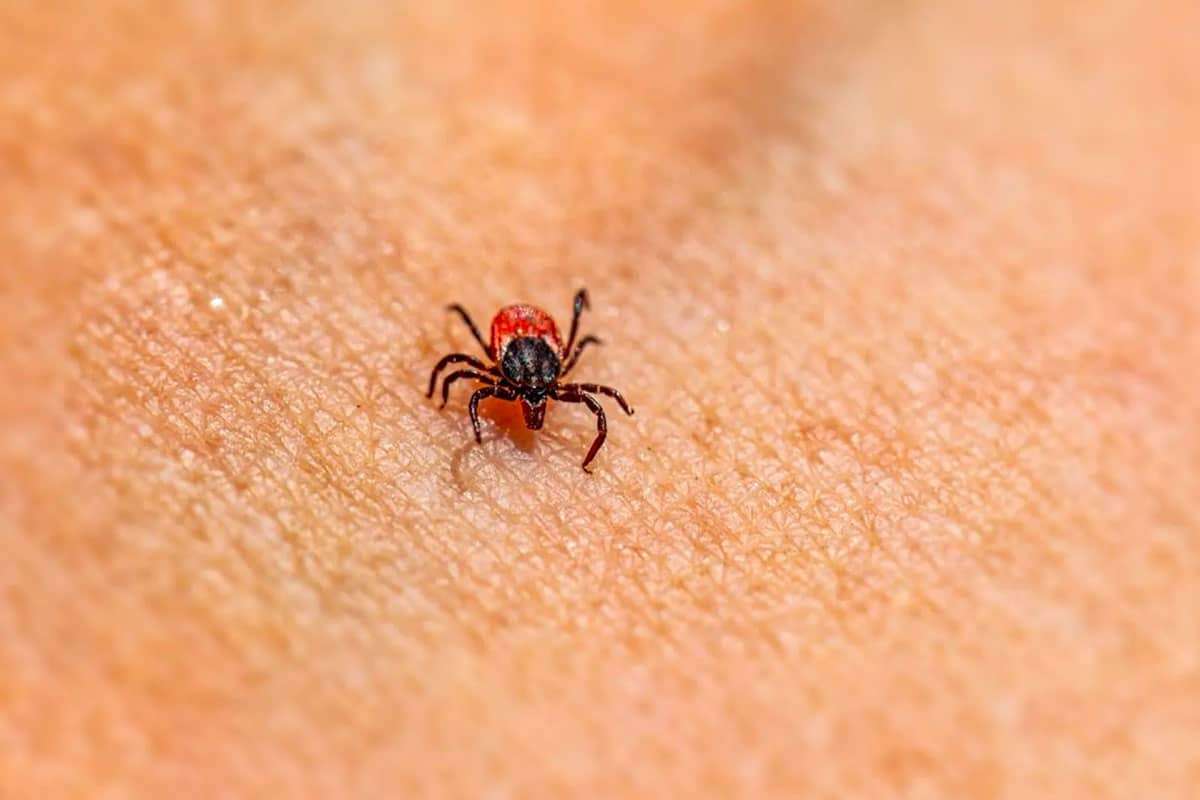 Emerging Tick-Borne Wetland Virus Sparks Global Health Concerns 
