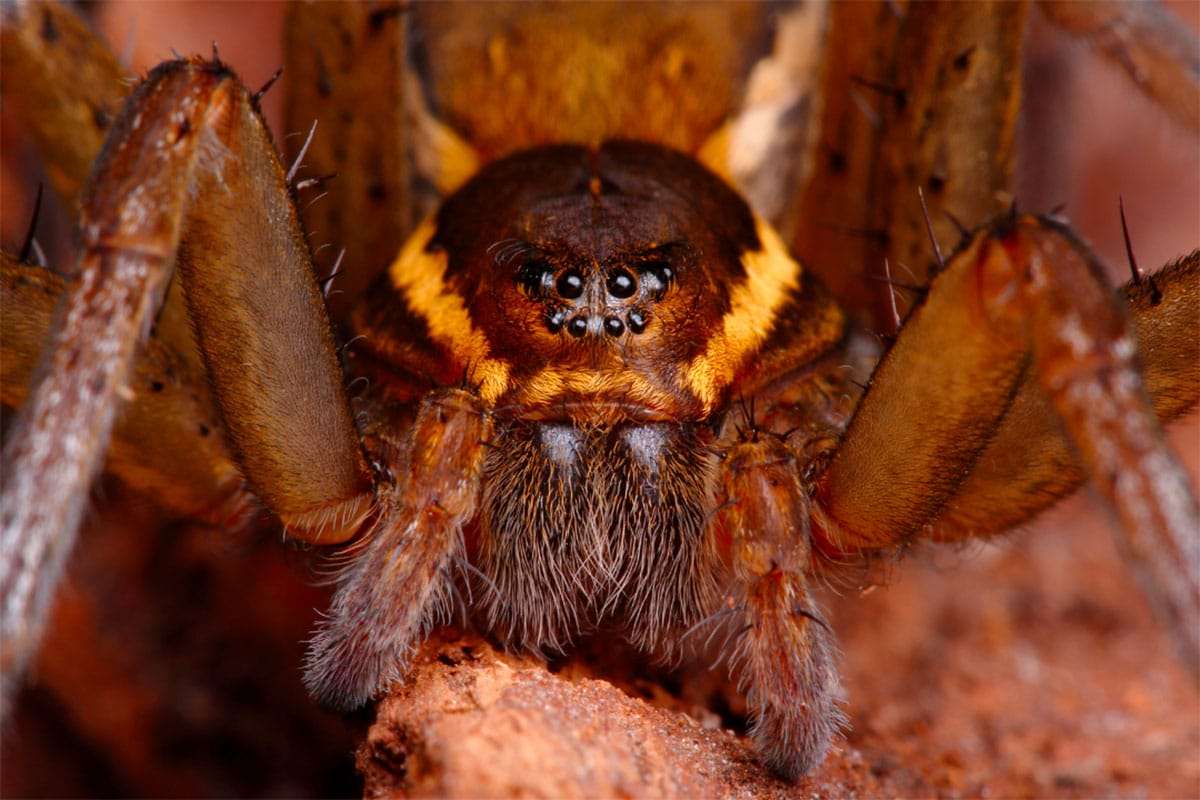 Thousands of Giant Raft Spiders Flourish Across the UK After Conservation Success 