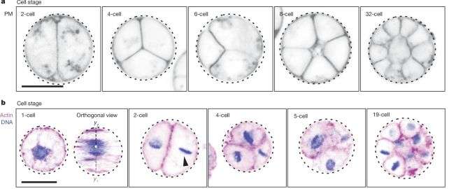 Palintomic-division-of-C.-perkinsii.-Olivetti-et-al.-Nature-2024-0b9fe5d5e4bd68ffb1f058c071ec1c72.jpg