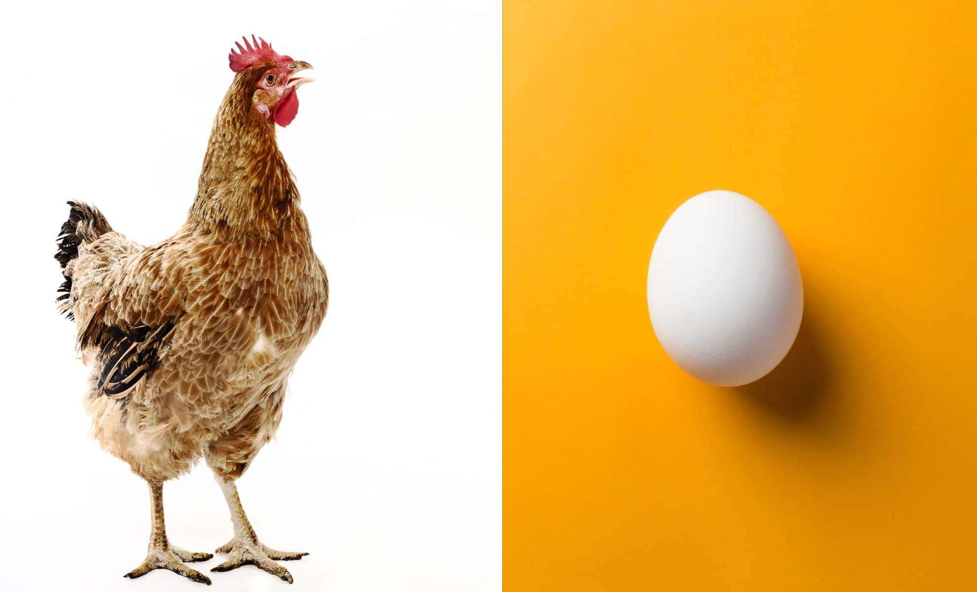 Ancient Microbe May Unlock the Age-Old Chicken-or-Egg Mystery 
