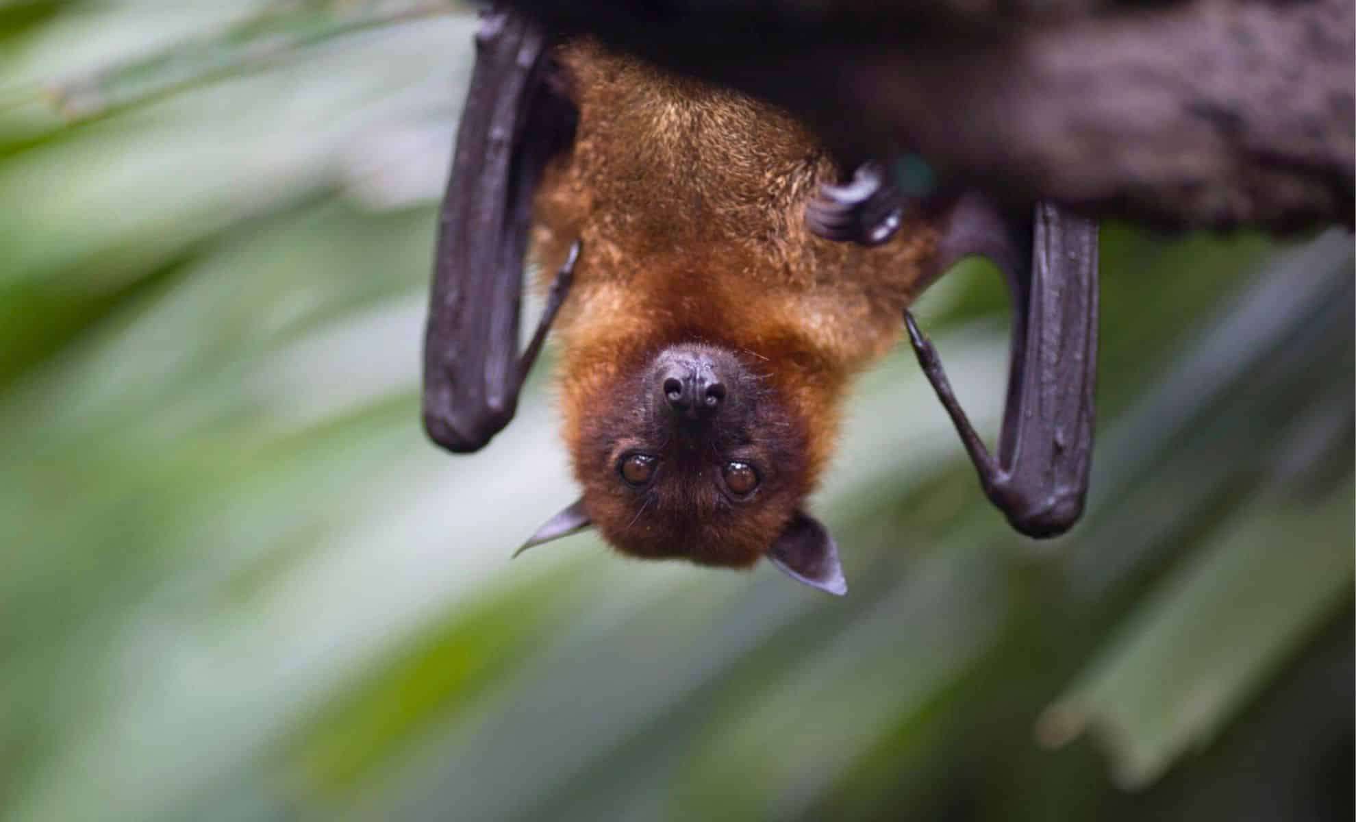 Could Bat Blood Unlock the Secret to Human Hibernation for Deep Space Travel? 