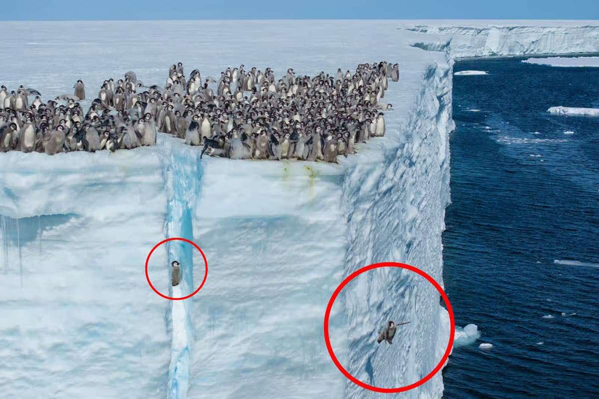 What Drives Young Emperor Penguins to Dive from a 15-Meter Ice Cliff? 
