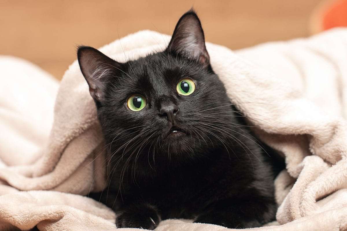 Do Cats Really Understand When We Talk to Them? 