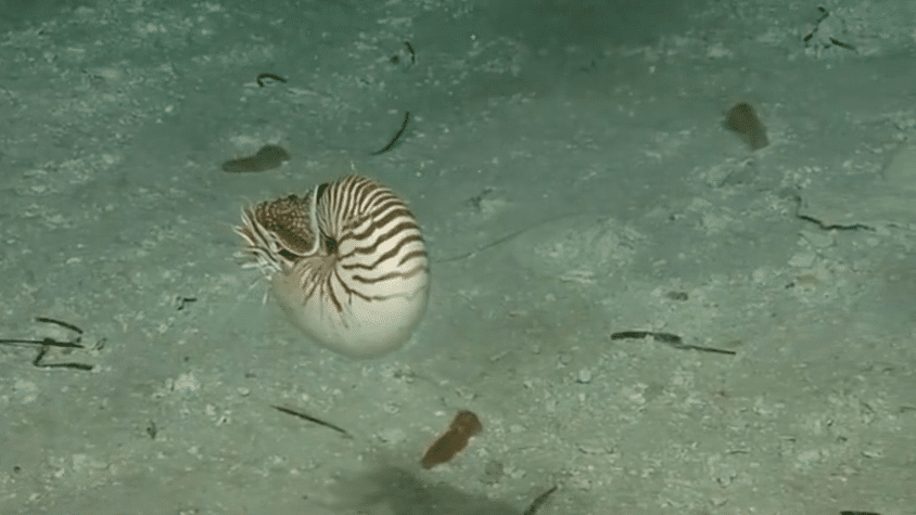 Palau-Nautilus-43612bf2b124269fd4ec867842434991.png