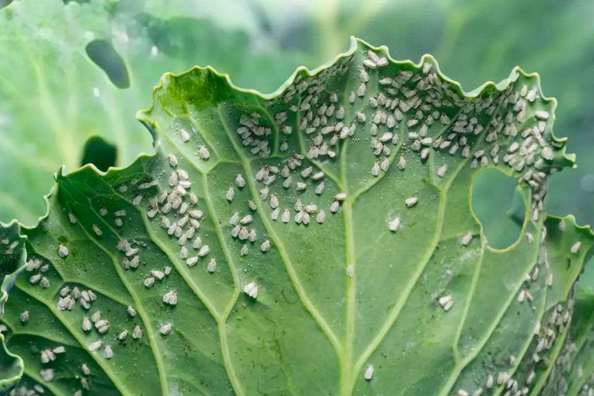Revolutionary Whitefly Fossils Redefine Our Understanding of Ancient Insects 