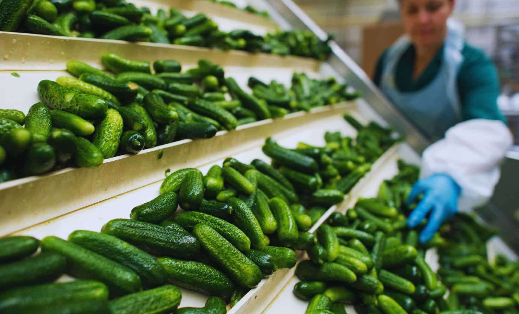 Nationwide Cucumber Recall Issued Amid Salmonella Outbreak Impacting 26 States 