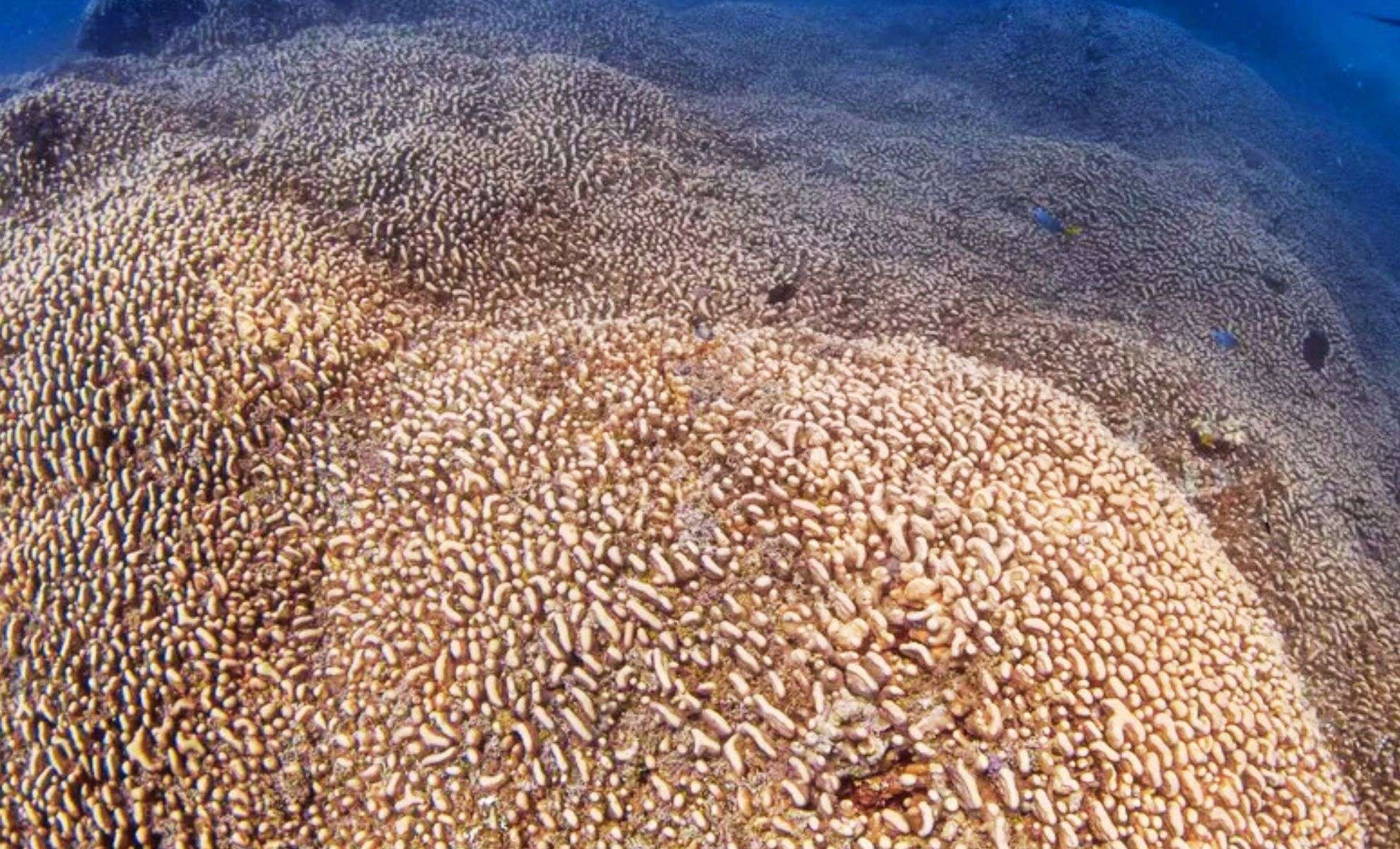 Gigantic 34-Meter Coral Colony Found Alive Since the Era of Napoleon – Earth's Biggest Living Organism Revealed 