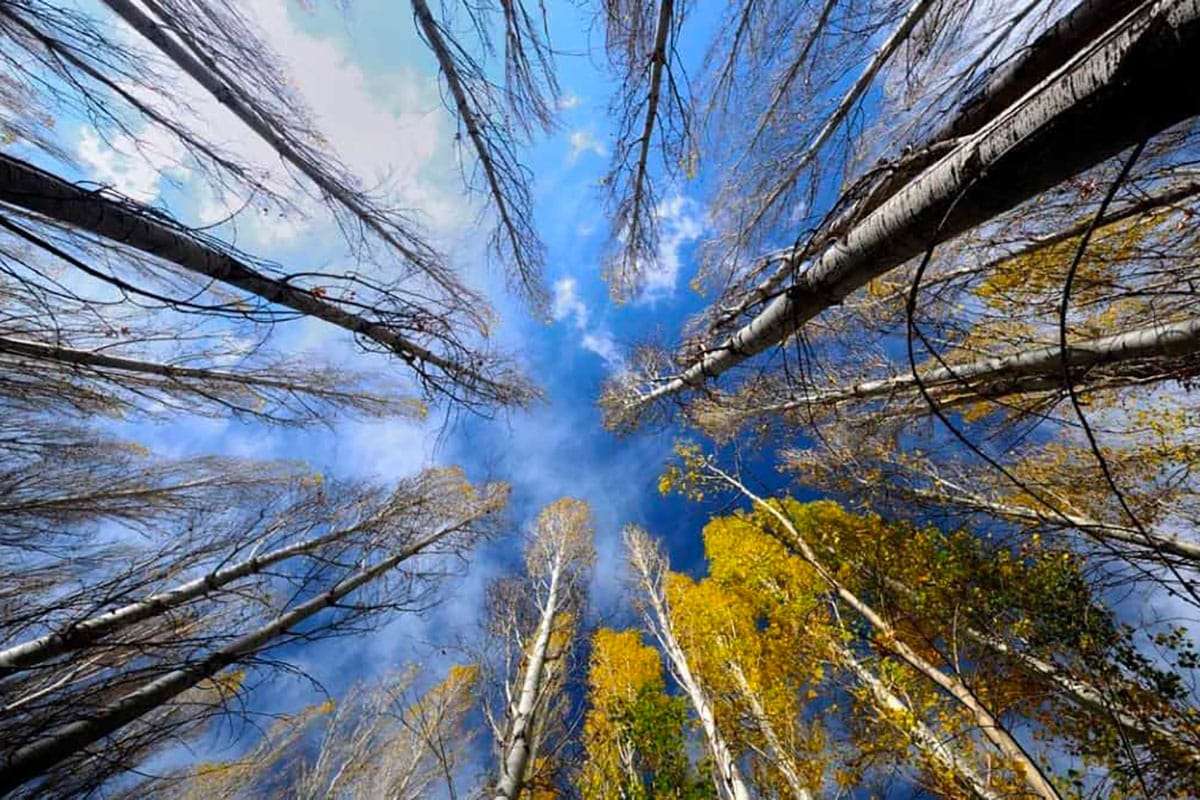 Unveiling General Sherman: The Largest and Possibly Oldest Tree on Earth 