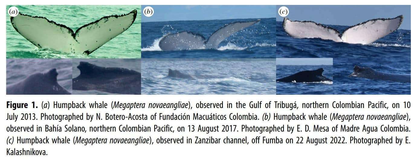 Humpback-whale-Megaptera-novaeangliae-5c168c605fd8b7df08a32281f579a0ee.jpg
