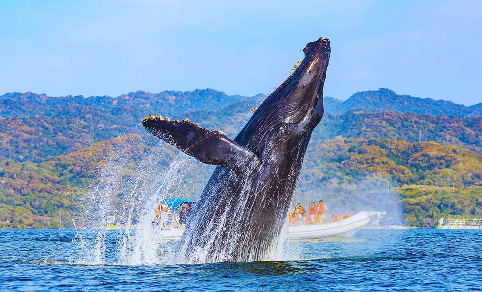 Record-Breaking Humpback Whale Migration Highlights Oceanic Climate Challenges 