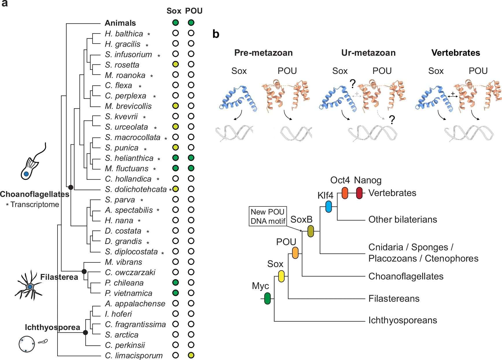 Schematic-evolutionary-distribution-of-holozoan-pluripotency-regulators-24d952d64eb55df3f568e1b8cdb7b2c4.jpg