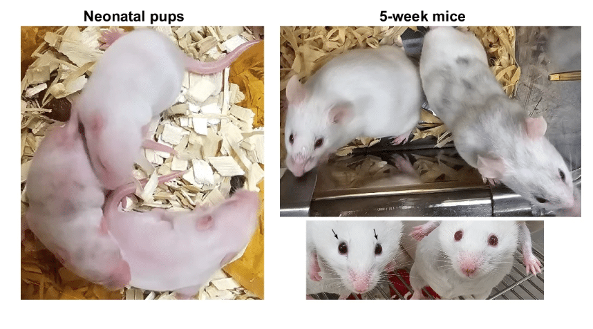 living-mouse-created-from-genes-that-predate-animals-a-historic-stem-cell-discovery-25d67c59e76d4cff1e297a3a298a659f.png