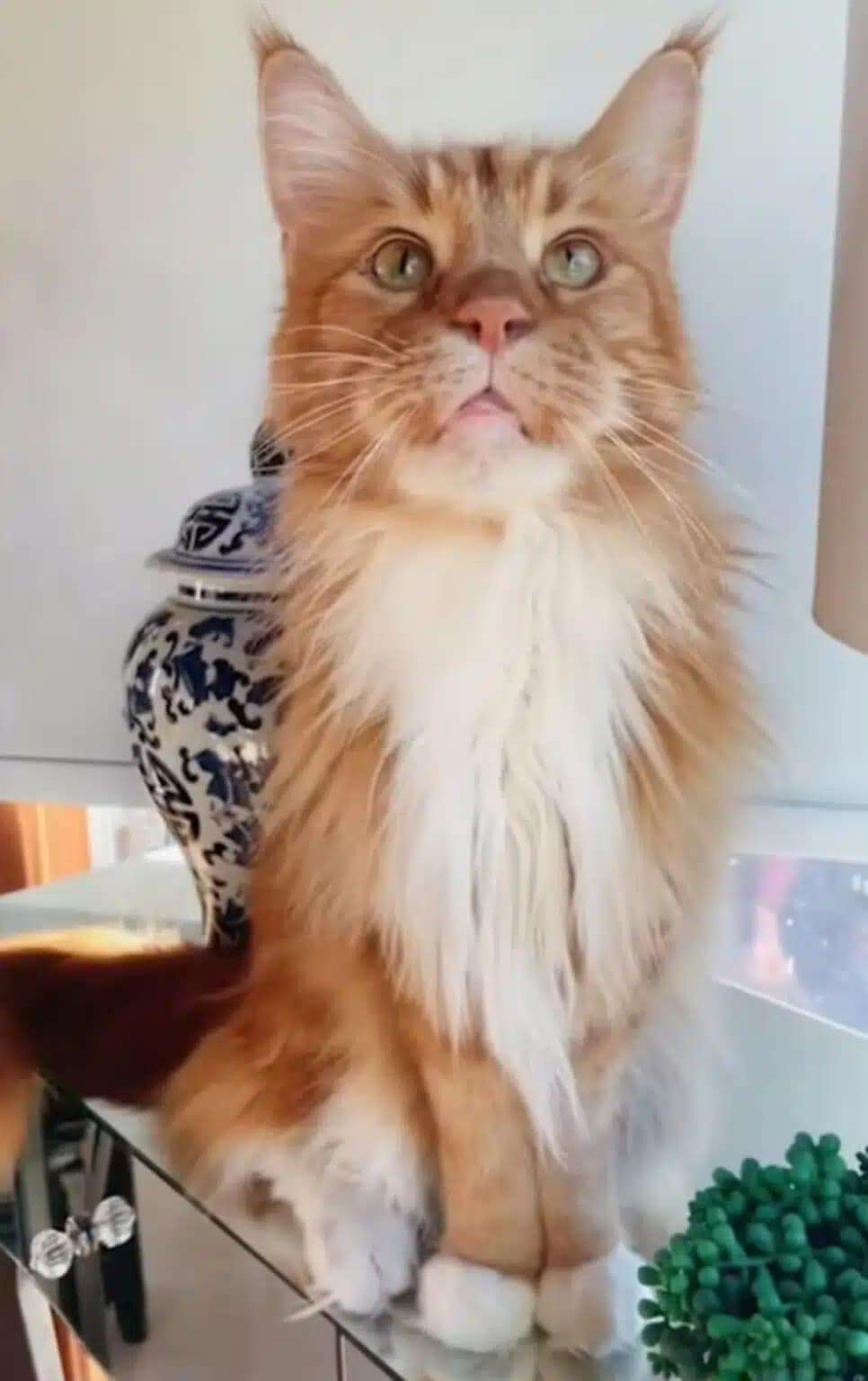 Finn-the-cat-4f0f4dee5fe9bcbe58fddcf7a5cc593e.jpg