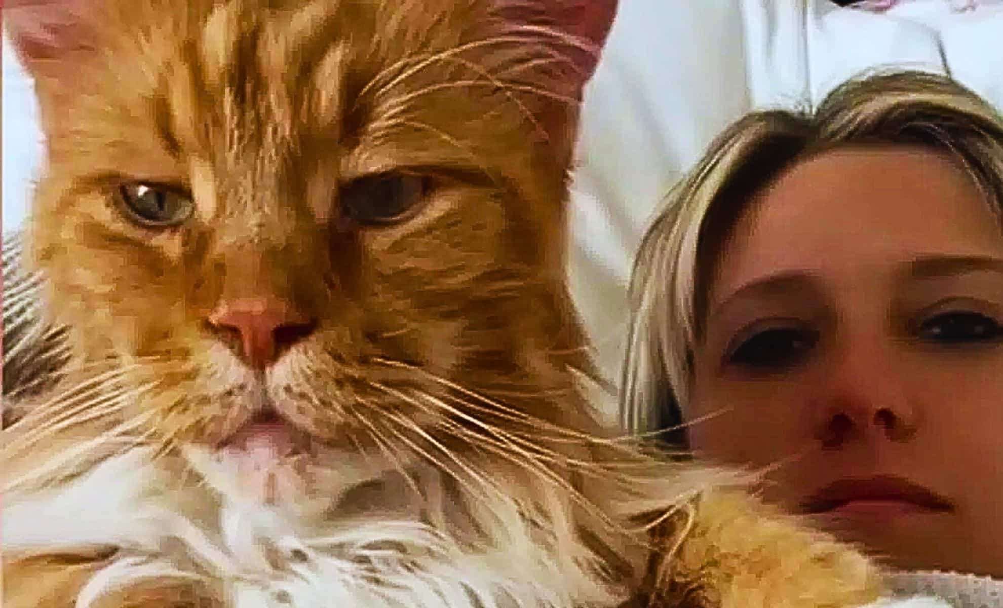 Finn the Maine Coon: The Remarkably Large Cat Matching a Young Child’s Size 