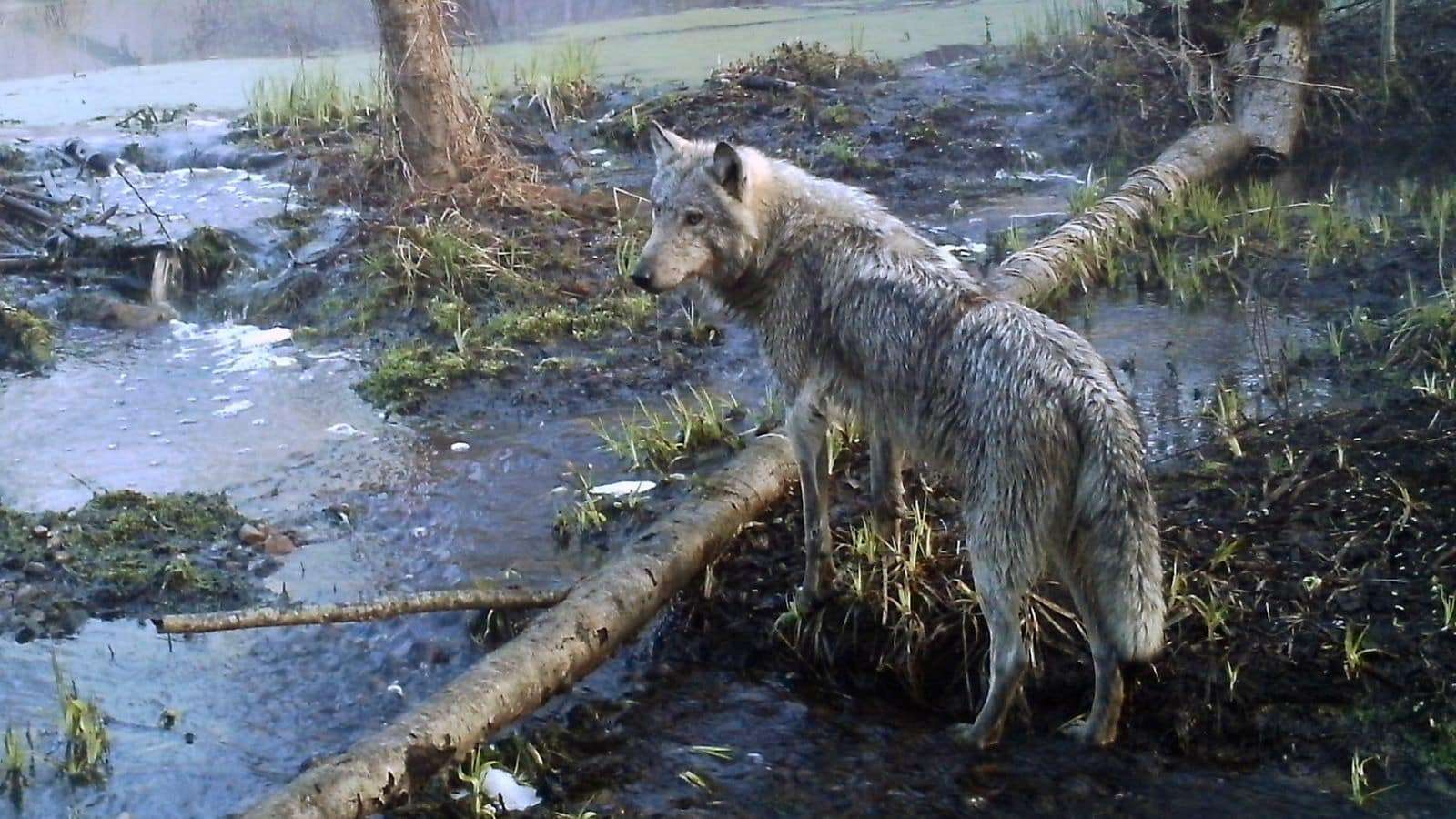 A-wolf-in-the-woods-in-Chernobyl-b989f6d67b839e88a9b22e444f7ded0c.jpg
