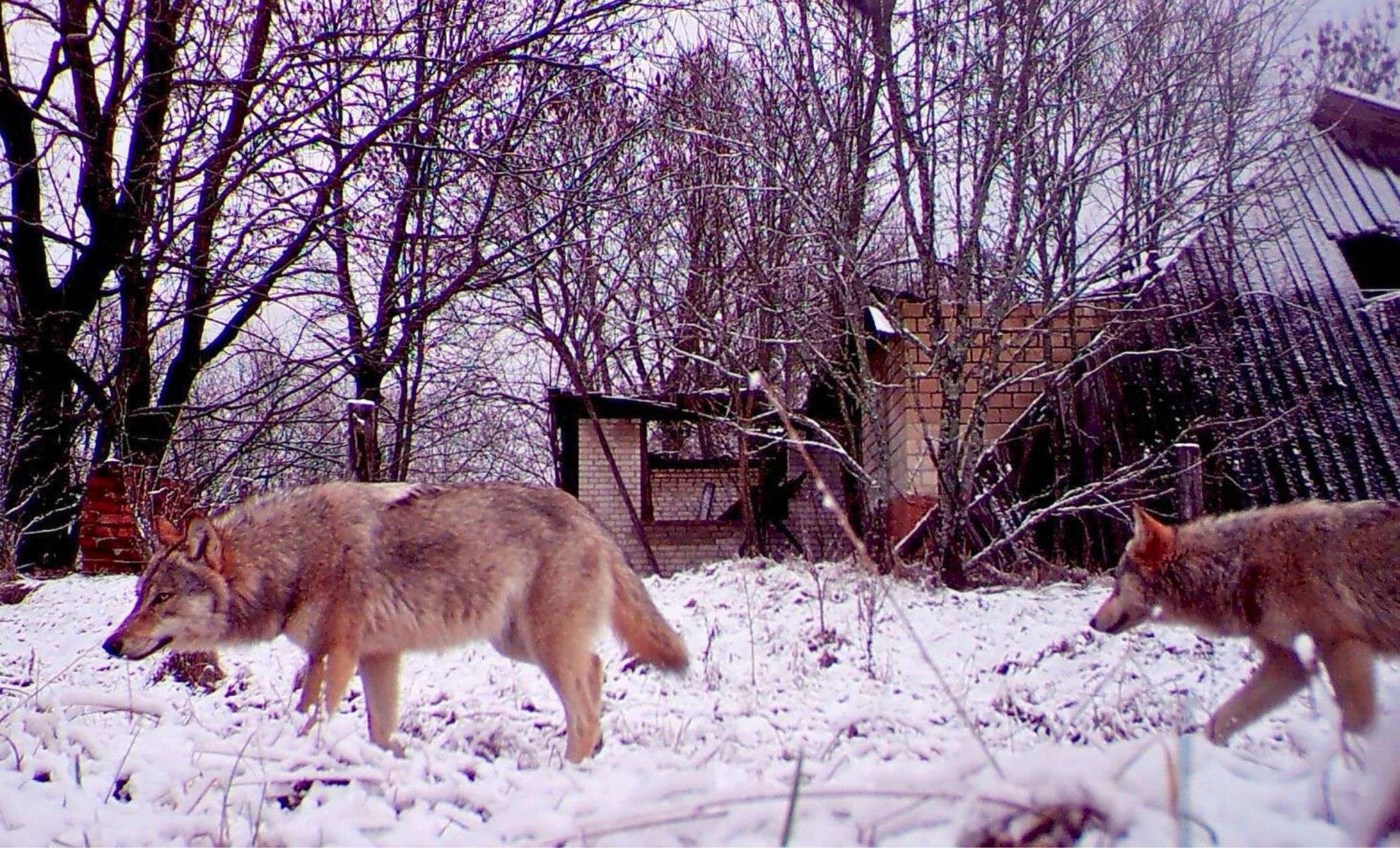 Chernobyl Wolves Exhibit Remarkable Cancer Resistance Thanks to Unique Genetic Shifts 