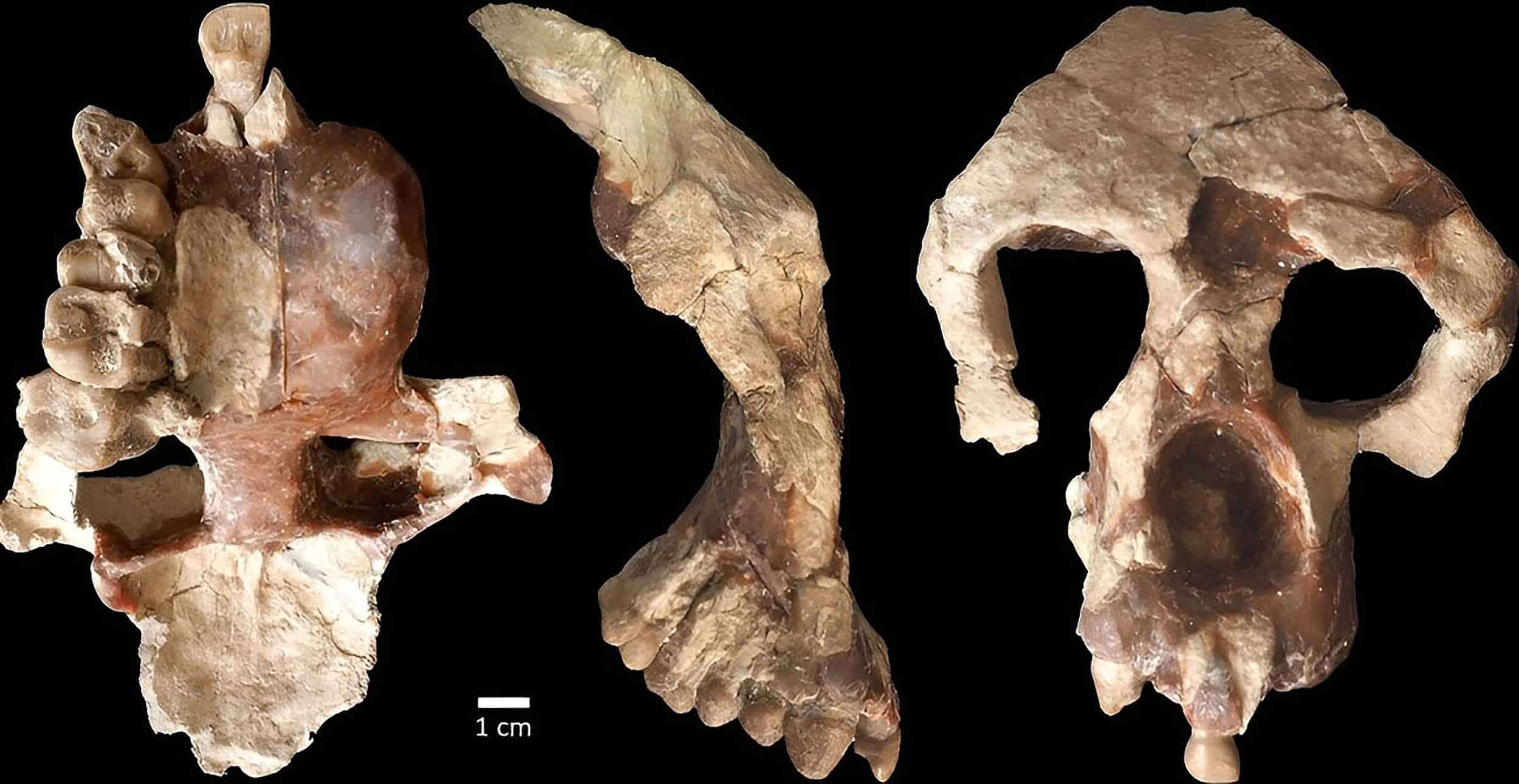 human-ancestor-Anadoluvius-00aa370a7593c8c264ed0a7ec9156c16.jpg
