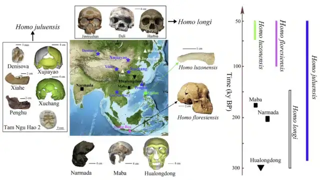 new-human-species-human-evolution-ae634eaac490785c8c2d81413107f62a.webp