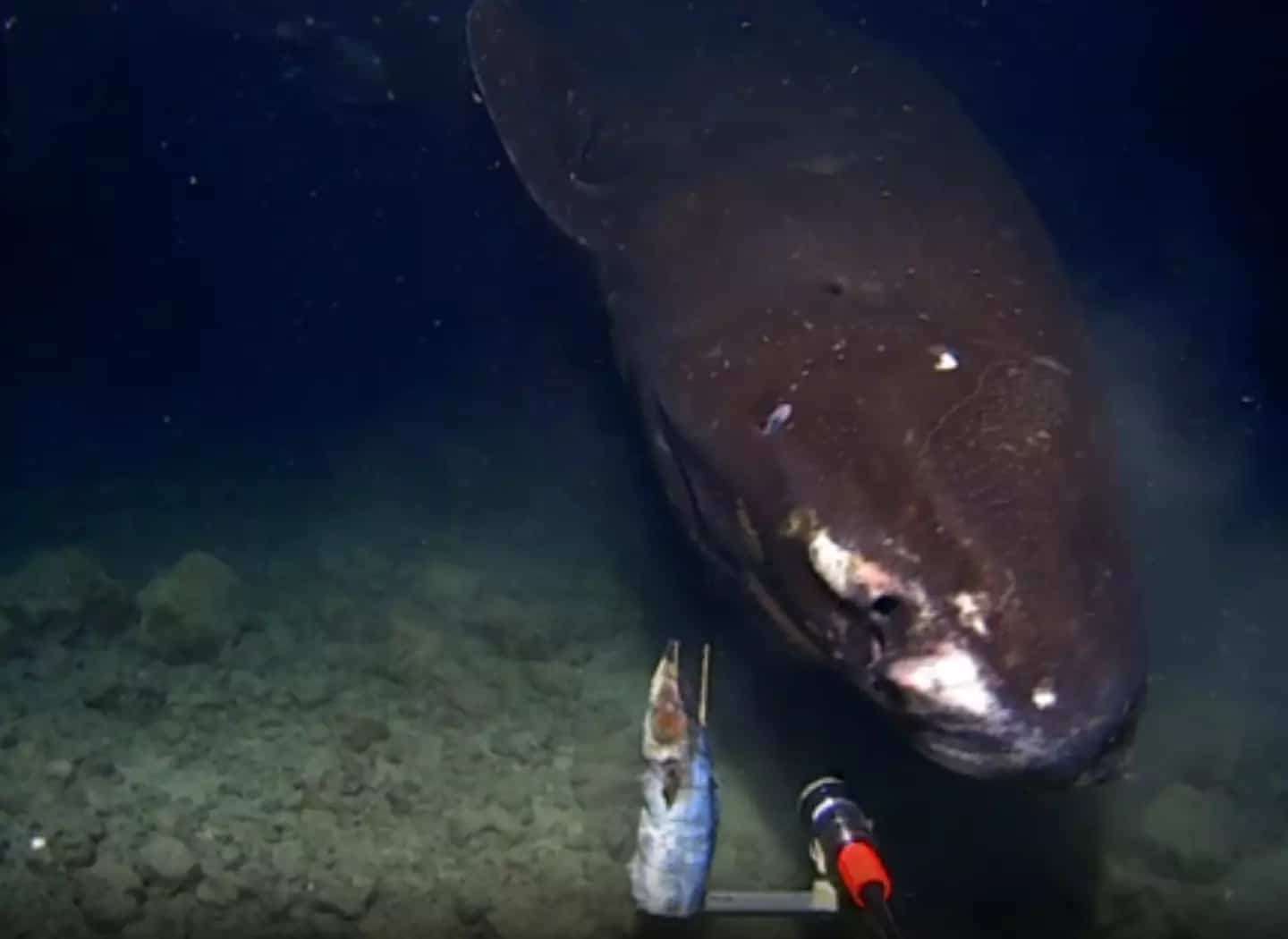 Pacific-Sleeper-Shark-Somniosus-pacificus-a4a46762bd80520a7ca48cc2fbc2d2a5.jpg