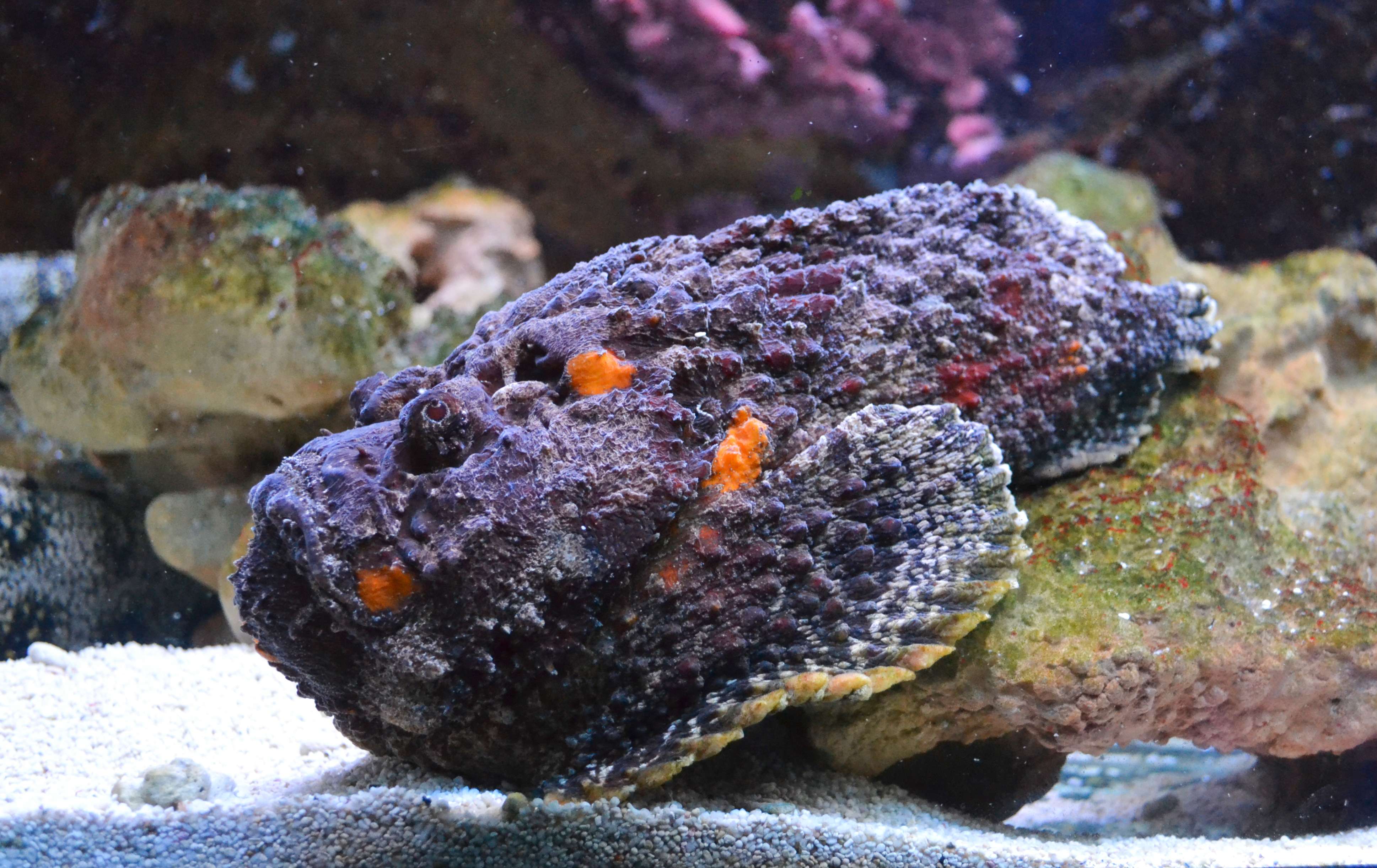 Unexpected Neurotransmitters Identified in Stonefish Venom 