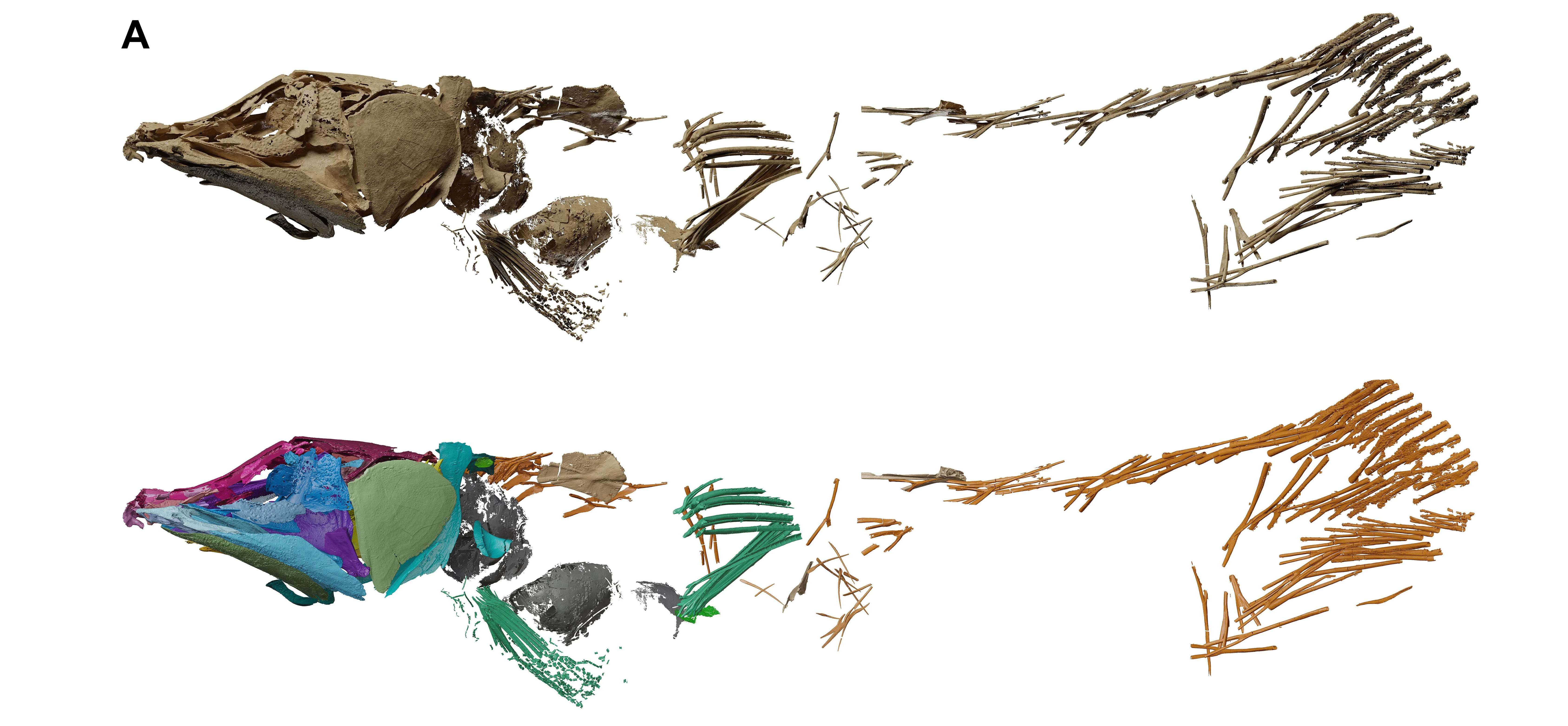 3D-rendering-of-Graulia-branchiodonta-specimens-after-digital-rock-removal-04ba90ba7618fe647d147f884b83a757.jpg