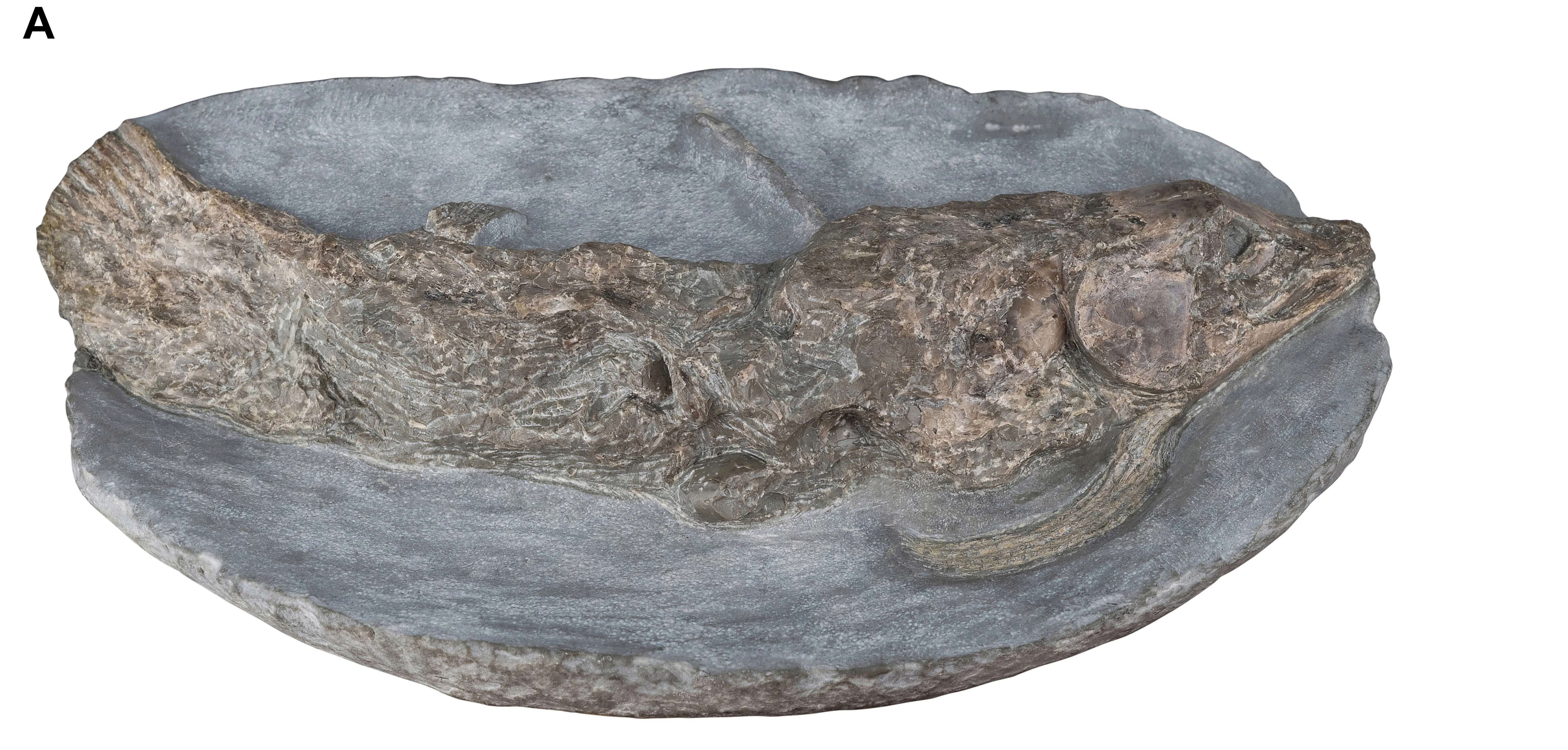 Coelacanth-fossil-partially-freed-from-the-rock-containing-i-50137b859c75c63d93ee6093400f23b0.jpg