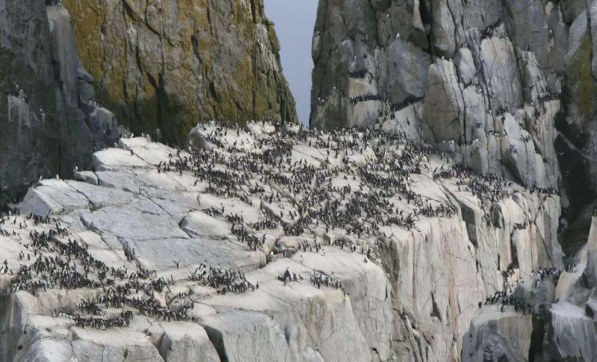 Four Million Seabirds Lost in Alaska: A Warning Sign for Global Wildlife Decline? 