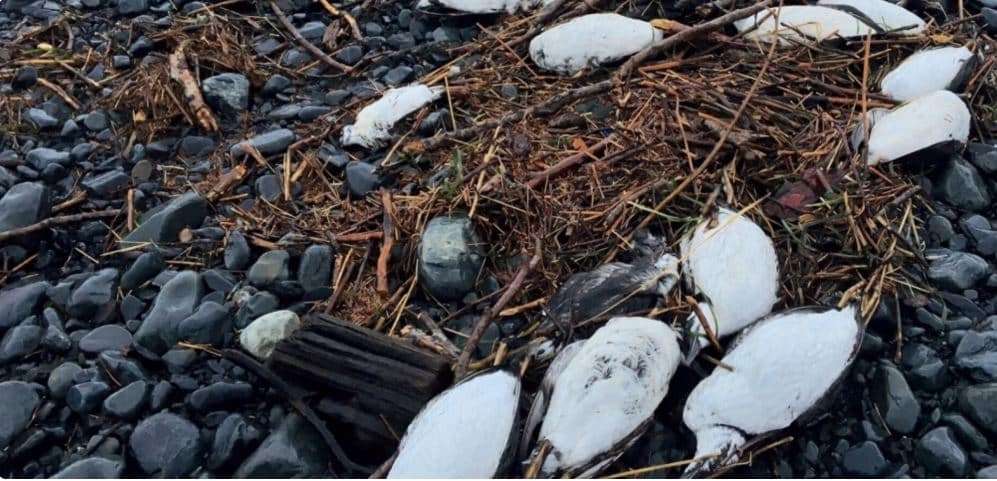 4-million-seabirds-dead-alaska-wildlife-5e376746c00d97a4ec0f318da56dd4d5.jpg