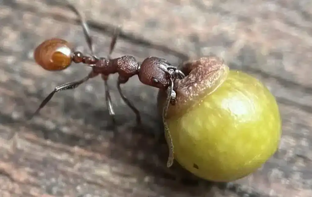 Young Discoverer Uncovers New Insights into Ant and Oak Gall Interactions 