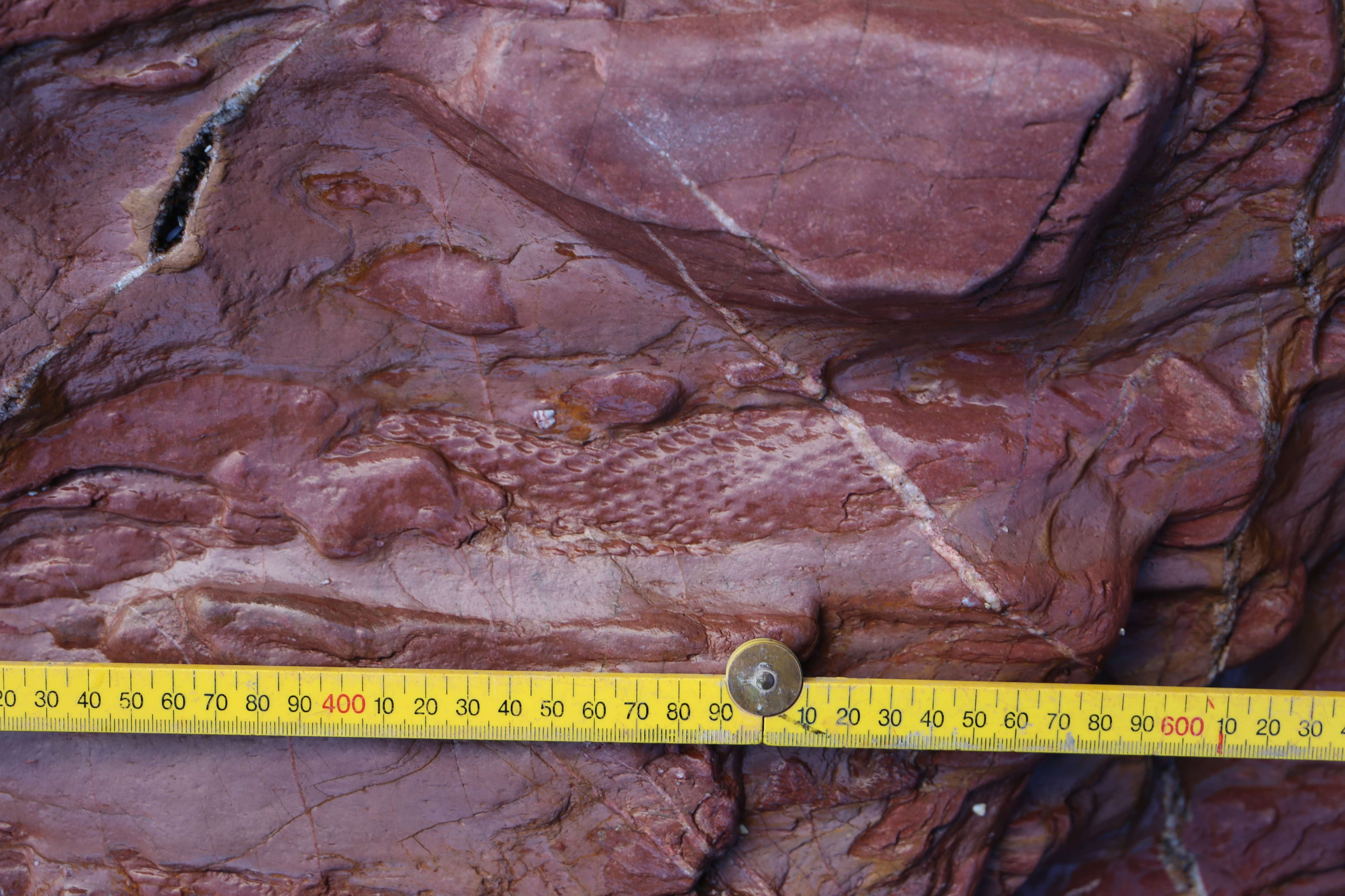 fossils-of-ancient-tree-07c7710d5c61a60b7d8be0222c4f90a9.jpg