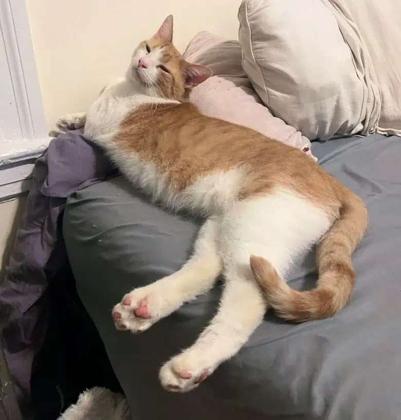 Rocket-Living-His-Best-Life-95a3b985a78fd12af604d7ebe9102f8d.jpg