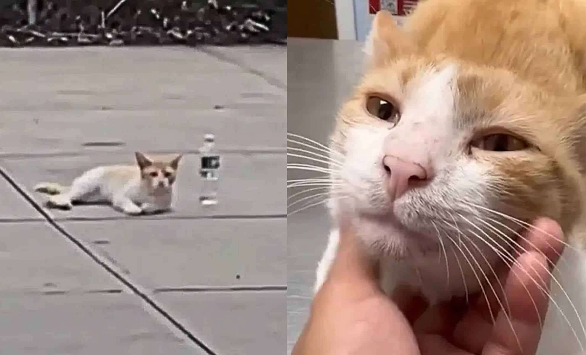 How a Stray Cat’s Desperate Meows Sparked a Remarkable Rescue 