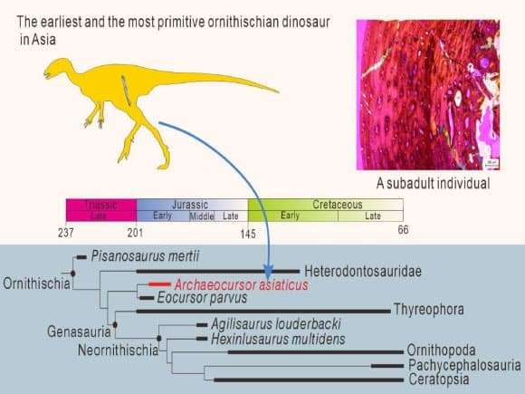 Archaeocursor-asiaticus-51d2aeff96931075014014a66f5d04fe.jpg