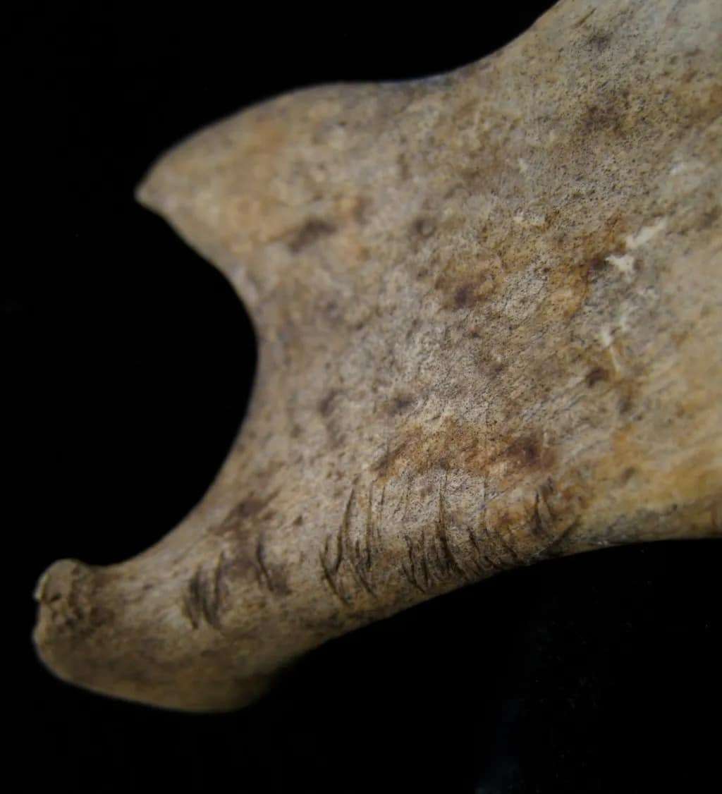 Scrape-marks-suggest-the-bones-were-dismembered-76bc3dd6fc888bbb1ae9b4117d238484.jpg