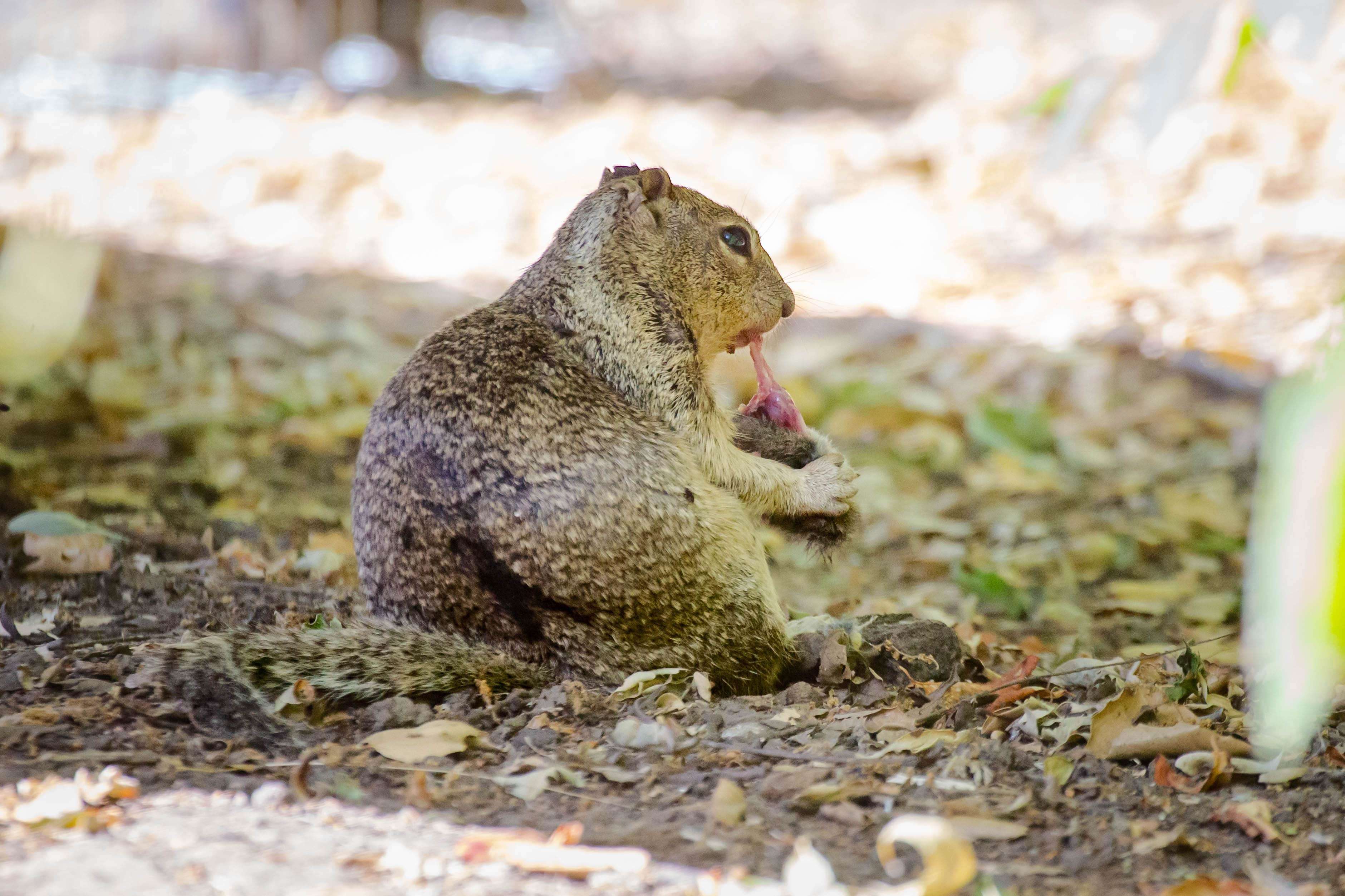 A-California-ground-squirrel-dines-on-a-vole-it-hunted-c157d71a7882533a29da632dff6d8a33.jpg